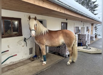 Haflinger, Wallach, 9 Jahre, 145 cm, Fuchs