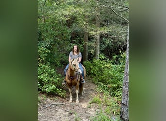 Haflinger Mix, Wallach, 9 Jahre, 145 cm, Palomino