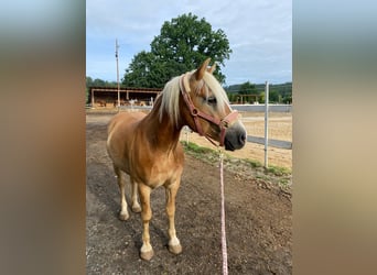 Haflinger, Wallach, 9 Jahre, 146 cm, Falbe