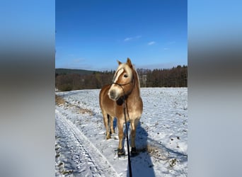 Haflinger, Wallach, 9 Jahre, 146 cm, Falbe