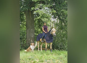 Haflinger, Wallach, 9 Jahre, 147 cm