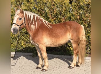 Haflinger, Wallach, 9 Jahre, 149 cm, Fuchs