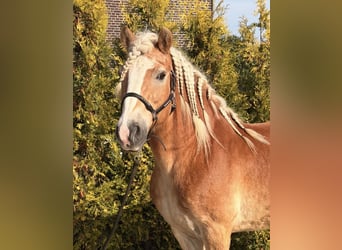 Haflinger, Wallach, 9 Jahre, 149 cm, Fuchs