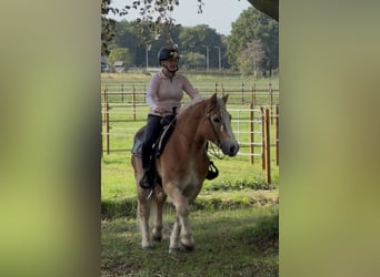Haflinger, Wallach, 9 Jahre, 149 cm, Fuchs