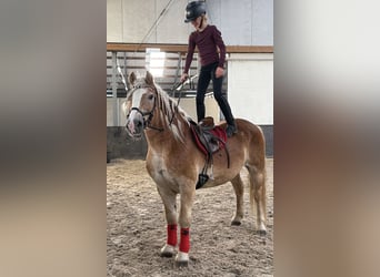 Haflinger, Wallach, 9 Jahre, 149 cm, Fuchs