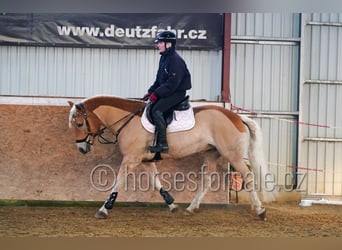 Haflinger, Wallach, 9 Jahre, 149 cm, Palomino