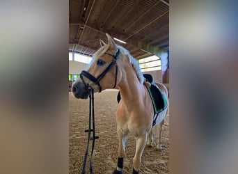 Haflinger, Wallach, 9 Jahre, 150 cm