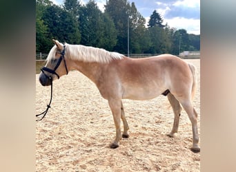 Haflinger, Wallach, 9 Jahre, 150 cm