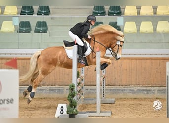 Haflinger, Wallach, 9 Jahre, 150 cm, Fuchs