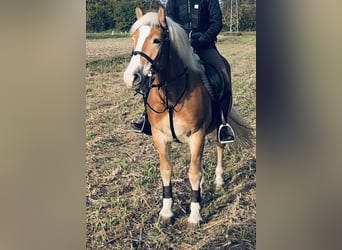 Haflinger, Wallach, 9 Jahre, 152 cm, Fuchs