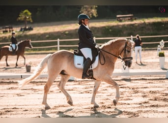Haflinger, Wallach, 9 Jahre, 153 cm, Fuchs