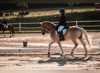 Haflinger, Wallach, 9 Jahre, 153 cm, Fuchs