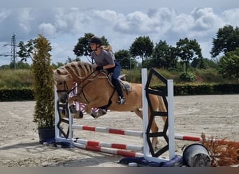 Haflinger, Wallach, 9 Jahre, 153 cm, Fuchs