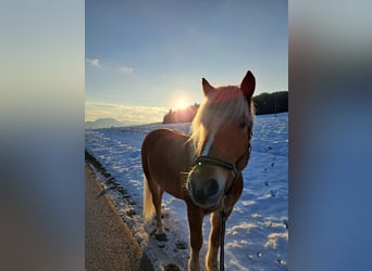 Haflinger, Wallach, 9 Jahre, 154 cm