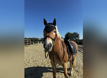Haflinger, Wallach, 9 Jahre, 155 cm, Fuchs