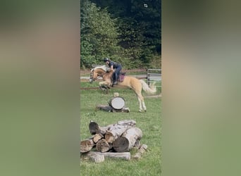 Haflinger, Wallach, 9 Jahre, 155 cm, Fuchs