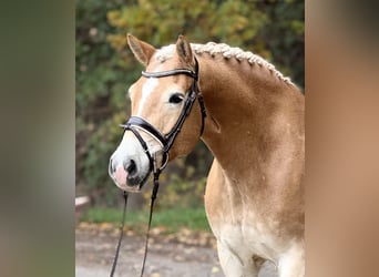 Haflinger, Wallach, 9 Jahre, 155 cm