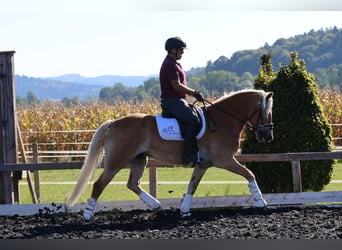 Haflinger, Wallach, 9 Jahre, 156 cm, Fuchs