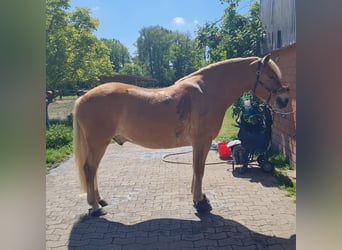 Haflinger, Wallach, 9 Jahre, 156 cm, Fuchs