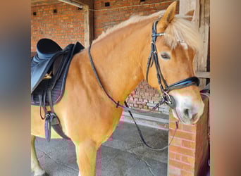 Haflinger, Wallach, 9 Jahre, 156 cm, Fuchs