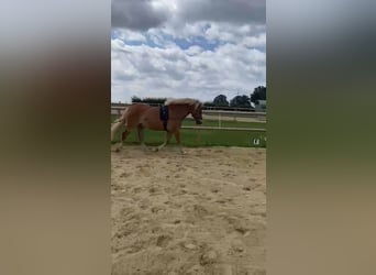 Haflinger, Wallach, 9 Jahre, 156 cm, Fuchs