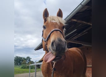 Haflinger, Wallach, 9 Jahre, 156 cm, Fuchs