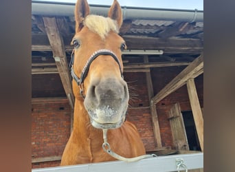 Haflinger, Wallach, 9 Jahre, 156 cm, Fuchs