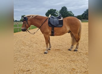 Haflinger, Wallach, 9 Jahre, 156 cm, Fuchs