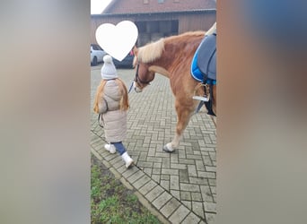 Haflinger, Wallach, 9 Jahre, 156 cm, Fuchs