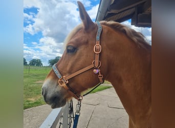 Haflinger, Wallach, 9 Jahre, 156 cm, Fuchs