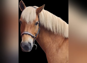 Haflinger, Wallach, 9 Jahre, 156 cm, Fuchs