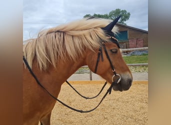 Haflinger, Wallach, 9 Jahre, 156 cm, Fuchs