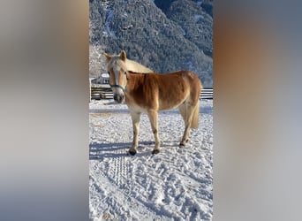 Haflinger, Wallach, 9 Jahre, 156 cm, Fuchs