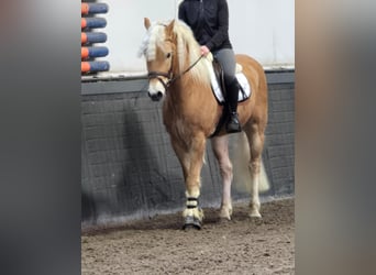 Haflinger, Wallach, 9 Jahre, 158 cm, Palomino