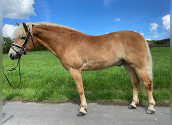 Haflinger, Wallach, 9 Jahre, 160 cm, Palomino