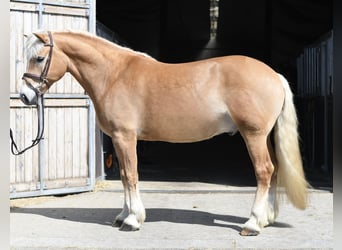 Haflinger, Wallach, 9 Jahre, 160 cm, Palomino