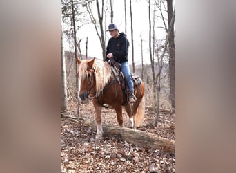Haflinger Mix, Wallach, 9 Jahre