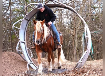 Haflinger Mix, Wallach, 9 Jahre