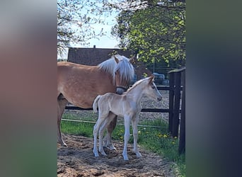 Haflinger, Wallach, , Fuchs
