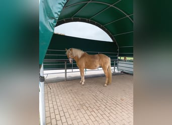 Haflinger Mestizo, Yegua, 10 años, 142 cm, Palomino