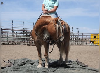 Haflinger, Yegua, 10 años, 142 cm, Palomino