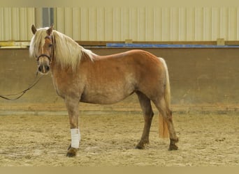 Haflinger, Yegua, 10 años, 155 cm, Alazán