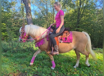 Haflinger, Yegua, 11 años, 142 cm, Alazán