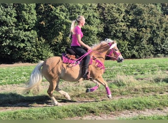 Haflinger, Yegua, 11 años, 142 cm, Alazán