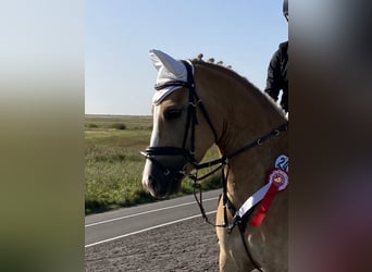 Haflinger Mestizo, Yegua, 11 años, 146 cm, Palomino