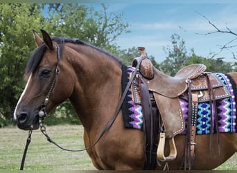 Haflinger, Yegua, 11 años, 147 cm, Castaño rojizo
