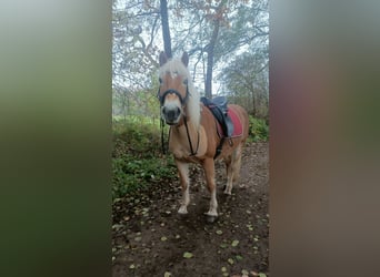 Haflinger, Yegua, 11 años, 150 cm, Alazán