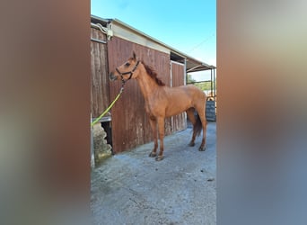 Haflinger Mestizo, Yegua, 11 años, 150 cm, Alazán