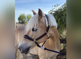 Haflinger, Yegua, 11 años, 155 cm, Alazán