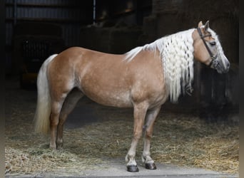 Haflinger, Yegua, 11 años, 155 cm, Palomino
